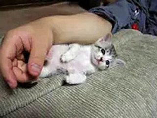 kitty fell asleep....