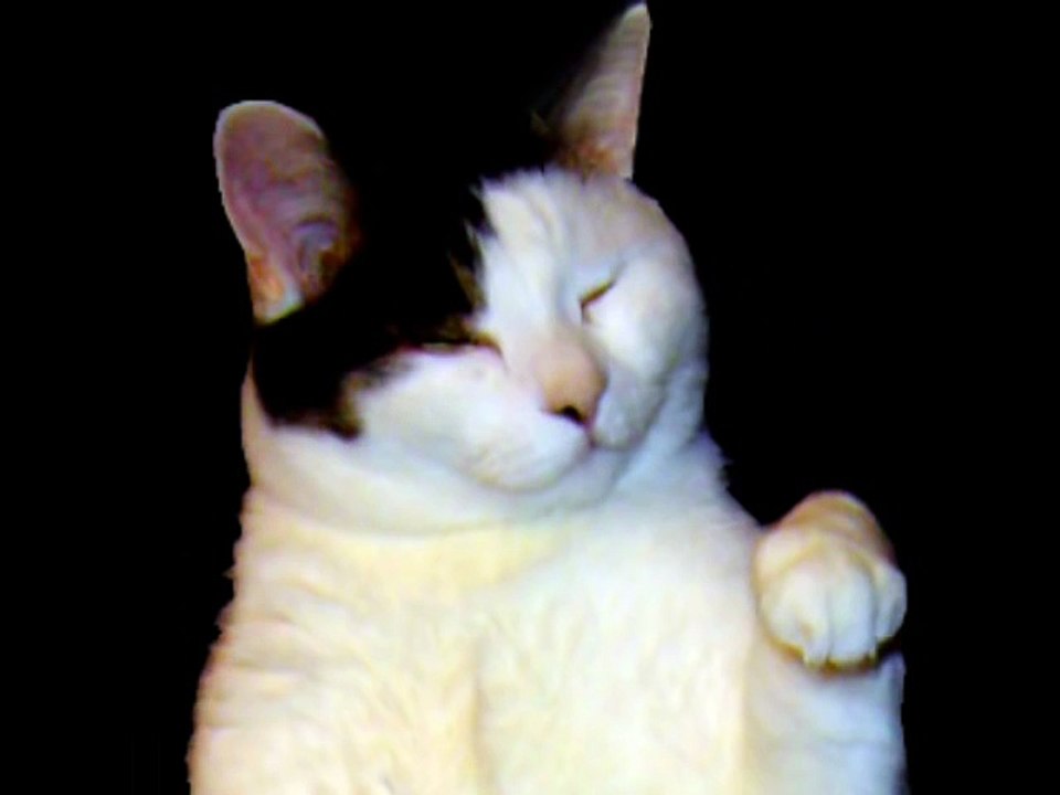 The Kitty Cat Dance.