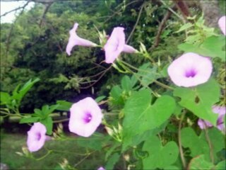 oscar medina(camina conmigo jesus)