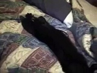 Talking Kitty Cat 1 -Wake up kitty!