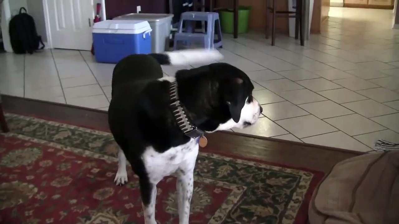 Dog Wants a Kitty