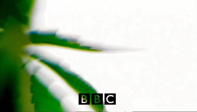 BBC Двадцатка самых опасных наркотиков. Действительно ли алкоголь хуже чем экстази?