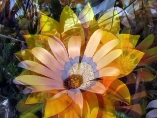 African Bullfrog- life and fight