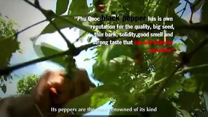 [1tour.vn] Du lịch khám phá phú quốc
