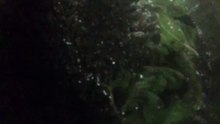 العسل اليمني