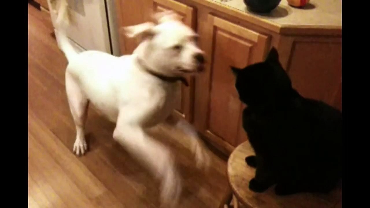 Animal Compilation- Slapping Cats!