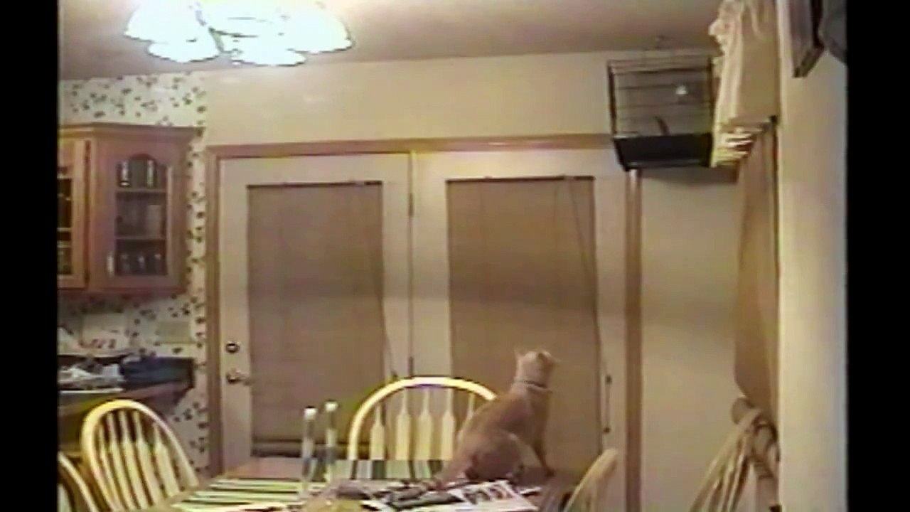 Cats Vs  Birds- Compilation