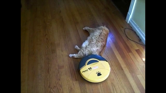 Cats, Kittens and Felines- National Cat Day