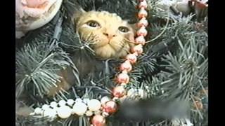 Christmas Cats- Compilation