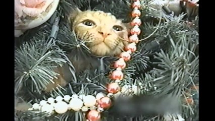 Christmas Cats- Compilation