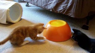 Funny and Adorable Kittens and Cats Compilation 2016