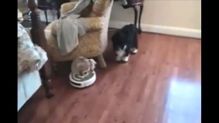 Roomba Cats- Compilation