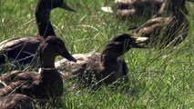 Mallard ducks at the British Wildlife Centre
