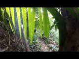 Brisbane Trail Runners Mt Glorious part 2   25/12/12