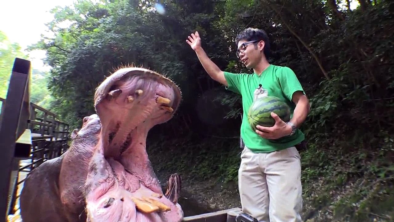 Watermelon killer machine in action
