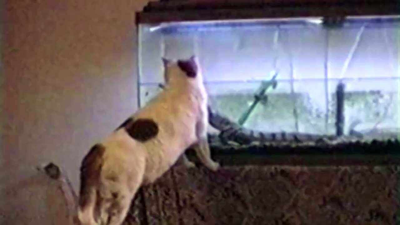 Startled Cats - Compilation