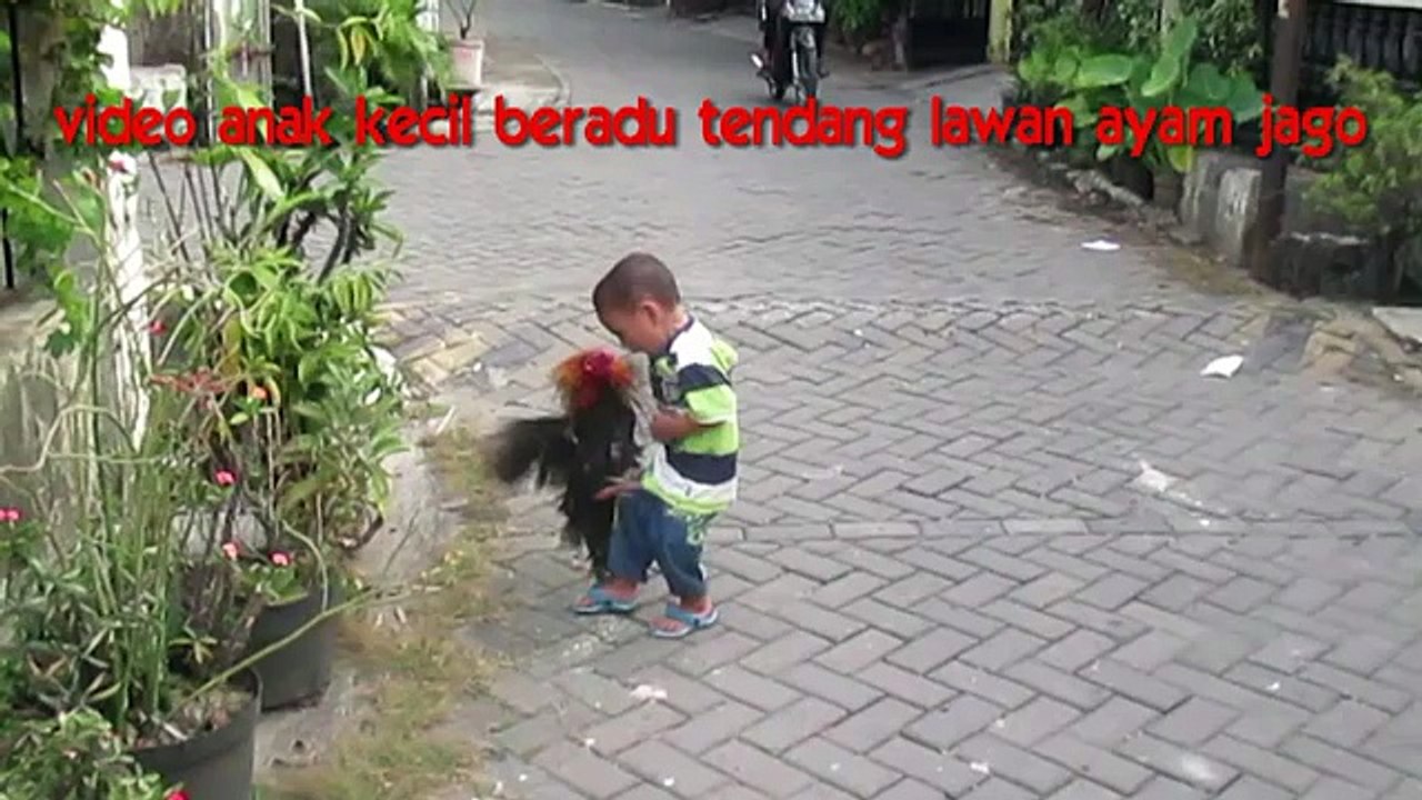 BACHA AUR MURGA KE LARI