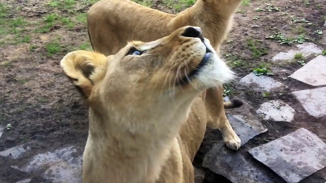 Cette dresseuse de lions crée des "jouets" géants pour gros chats...