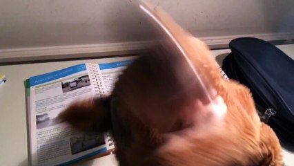 Coyote et le code de la route