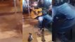 Il joue de la musique devant des chatons et c'est trop chou !