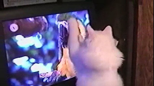 Animaux VS technologie - compilation hilarante