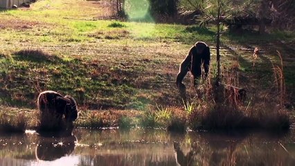 Chimps-  A New Life, Retirement