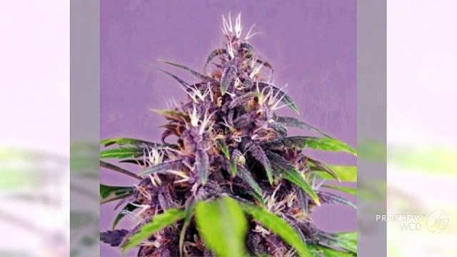 Sativa Cannabis Seeds Durham