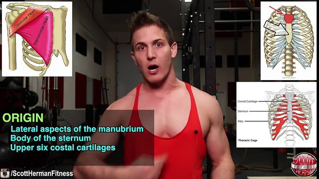 Barbell Bench Press VS. Dumbbell Bench Press WHICH BUILDS MORE MUSCLE