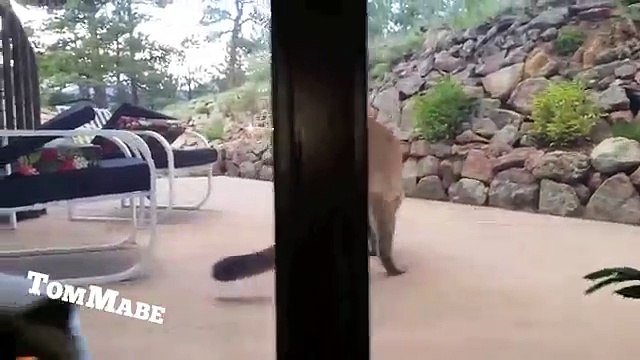 Un PUMA si AVVICINA ad una CASA…La REAZIONE del GATTO è EPICA!