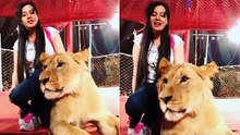 Can you dare to sit on a LION like Rabi Pirzada