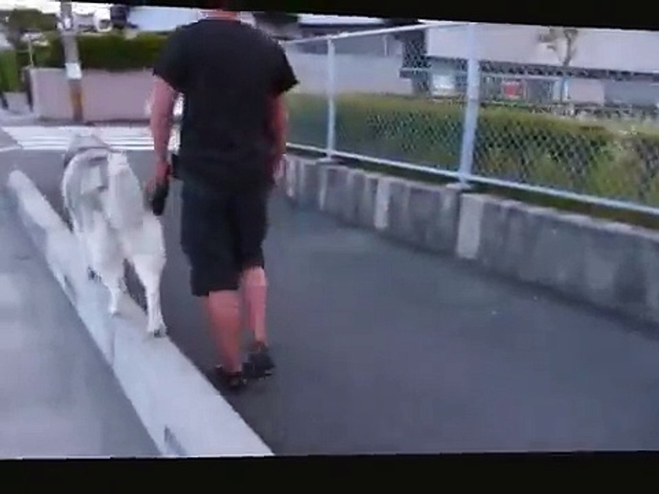 Cet homme laisse son Husky monter sur son dos en ballade !