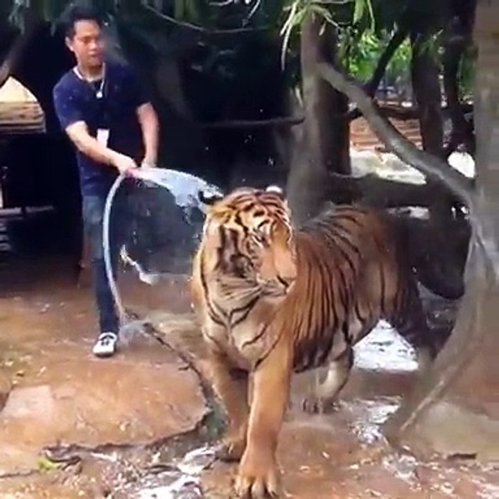 How To Bath A Tiger