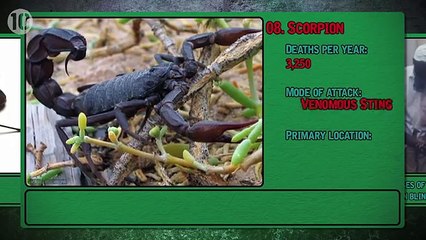 Top 10 Deadliest Animals On The Planet