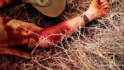 Top 10 World's Most Dangerous Animals