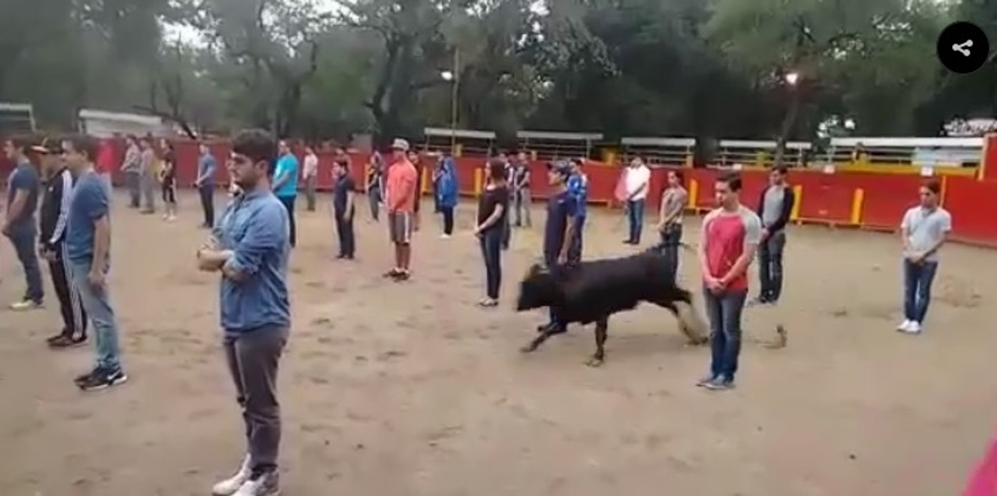 Des étudiants restent immobiles malgré le danger face à un taureau (vidéo)