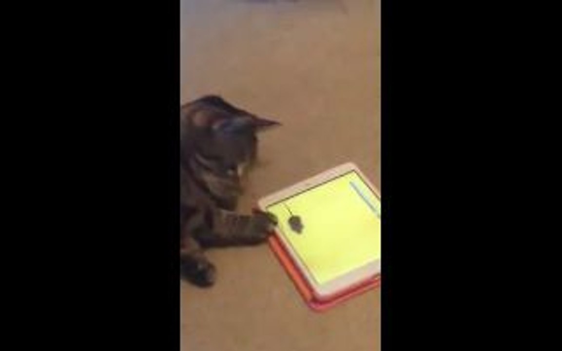 Funny Cat Playing With Tab-Funny Videos-Whatsapp Videos-Prank Videos-Funny Vines-Viral Video-Funny Fails-Funny Compilations-Just For Laughs