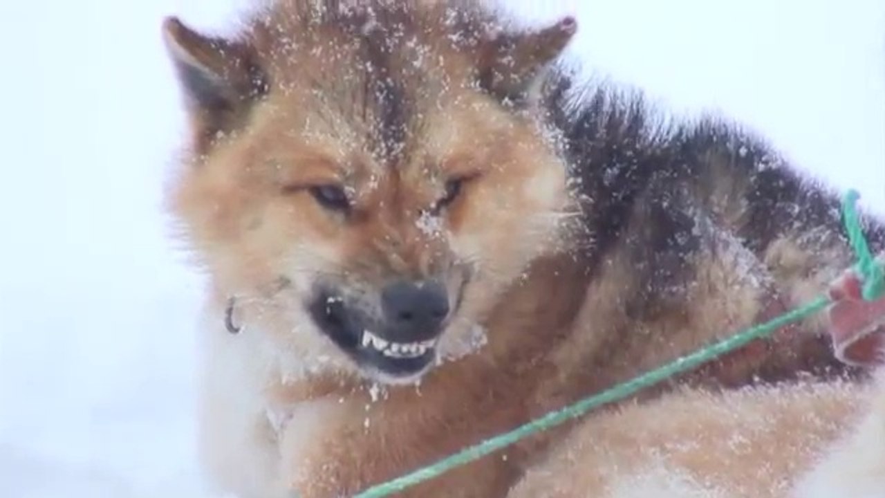 adventure in Greenland - HD