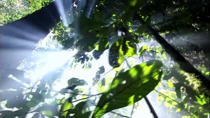 Rechargez vos téléphones et tablettes grâce à vos plantes