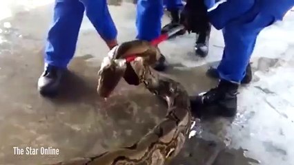 Huge 26-foot python  caught in Malaysia