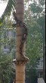 World's Largest King Cobra Found Alive On A Tree-Funny Whatsapp Video | WhatsApp Video Funny | Funny Fails | Viral Video