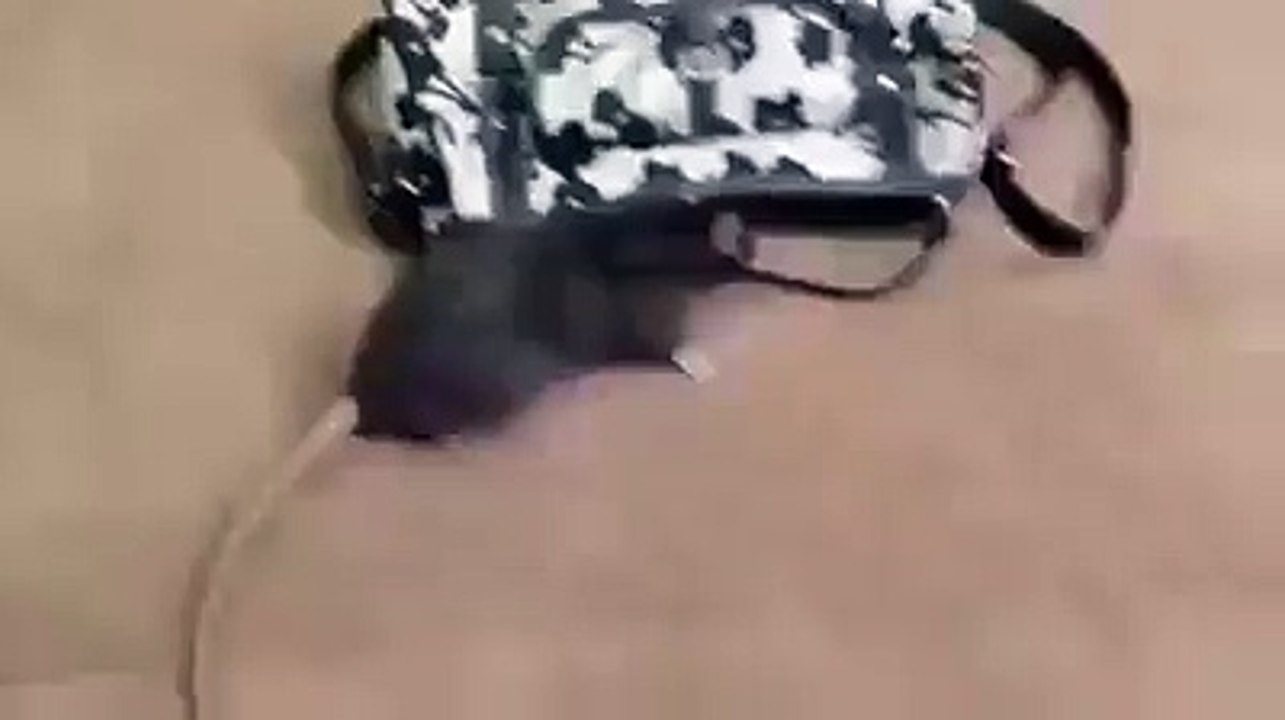 Mice and Note in Bage