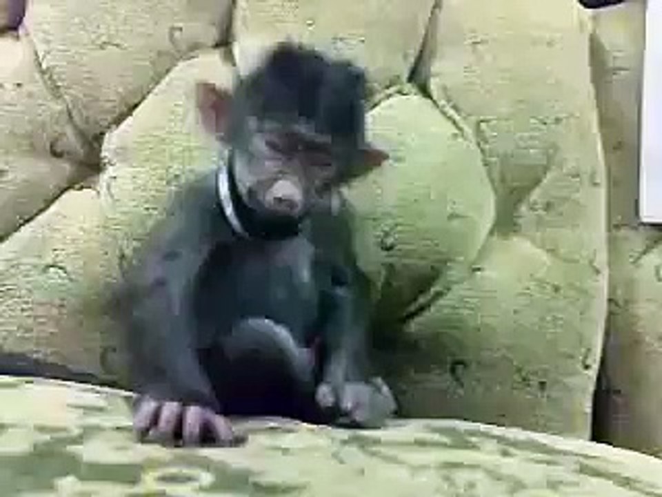Monky Funny