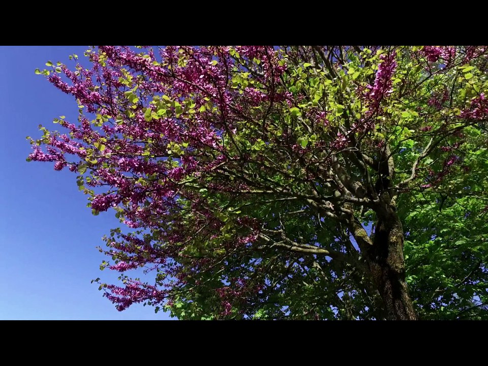 Le Golf du Parc du Tremblay au printemps à Champigny-sur-Marne