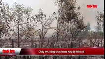 BÌNH CHÁNH- Cháy lớn, hàng chục hecta rừng bị thiêu rụi