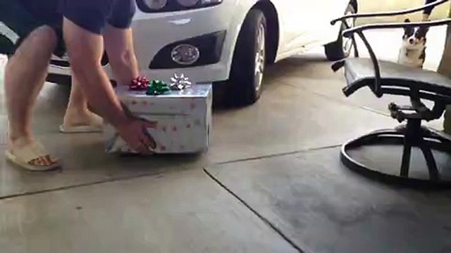 Un chien adorable accueille le nouveau membre de la famille