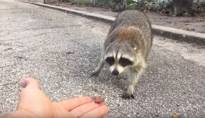 Ne tentez jamais de nourrir un raton laveur !