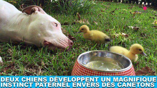 Deux chiens développent un magnifique instinct paternel envers des canetons ! Découvrez-les dans la Minute Chien #211