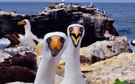 Galápagos Con David Attenborough | Origen 1X3 | Documental Ecuador