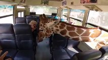 Des girafes s'incrustent dans un bus pour piquer de la nourriture