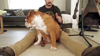 Il compose un morceau de musique en tappant sur le corps de son bulldog